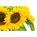 Bouquet of sunflowers